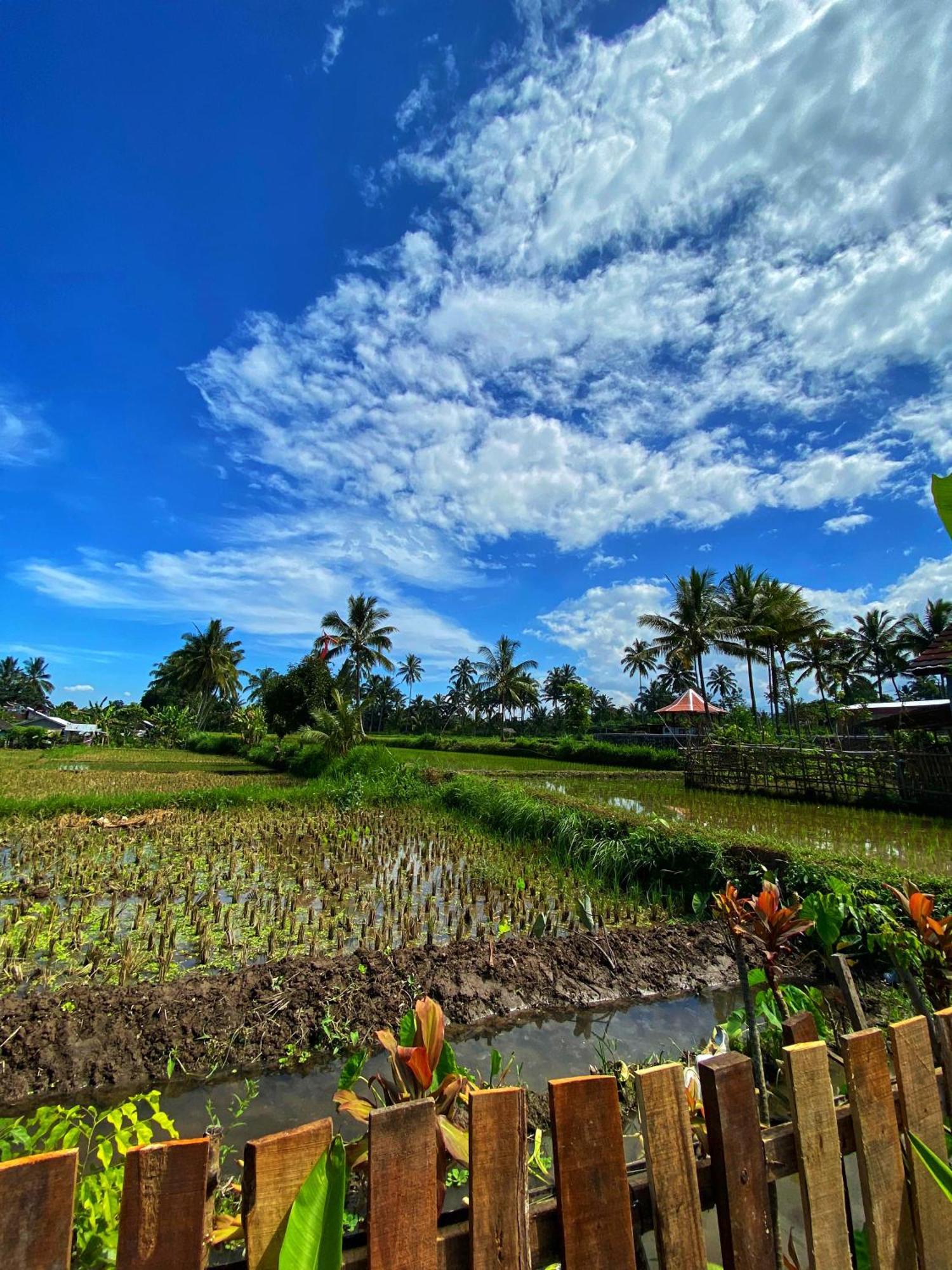 Alfarizi Homestay Tetebatu Room photo
